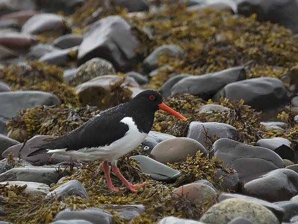 Meriharakka, Eurasian Oystercatcher, Haematopus ostralegus